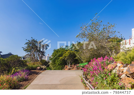 Beautiful landscape around the Ina Coolbrith Park 79844737