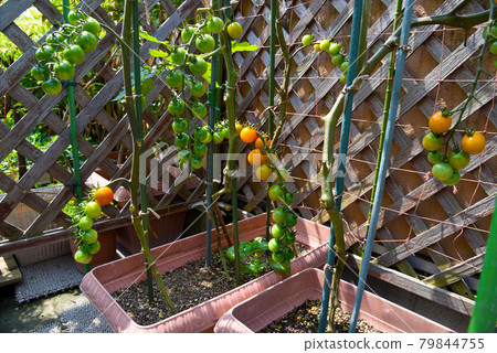 Cultivation of cherry tomatoes in a vegetable garden planter Cultivation of cherry tomatoes in a vegetable garden planter 79844755