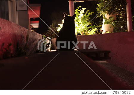 Cat silhouette Cat silhouette 79845052