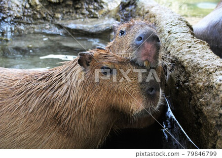 Two capybaras snuggling up Two capybaras snuggling up 79846799