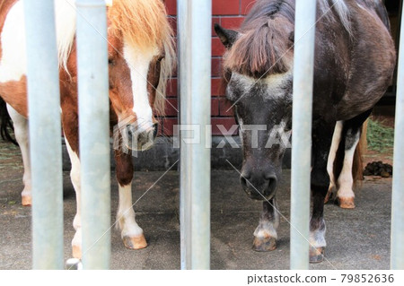 動物園小馬睡覺 動物園小馬睡覺 79852636