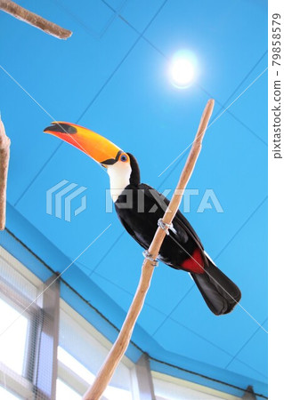 Toco toucan perching on a perch 79858579