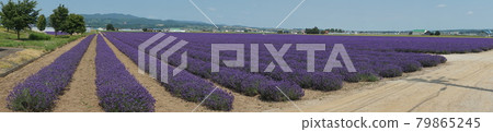 Lavender beauty Furano Lavender beauty Furano 79865245