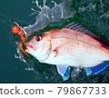 Red sea bream caught by snapper mule fishing 79867733