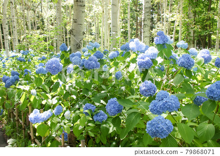 Hydrangea, Hydrangea, Hydrangea, Plants, Nature, Greenery, Parks, Gardens, Trees, Leaves, Gardens, Trees, Flowers Hydrangea, Hydrangea, Hydrangea, Plants, Nature, Greenery, Parks, Gardens, Trees, Leaves, Gardens, Trees, Flowers 79868071