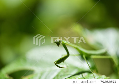 Mantis in summer 79868653
