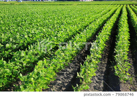 Hakusan dad bean Hakusan dad bean 79868746