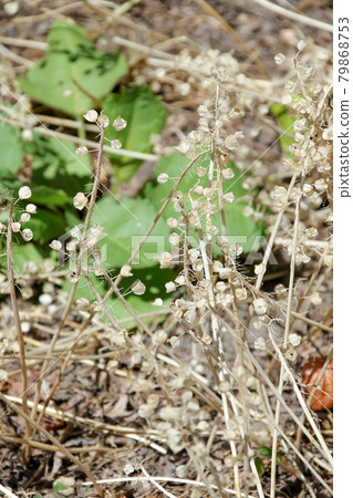 Nature, grass, dead leaves, dead branches, wild grass, plants 79868753