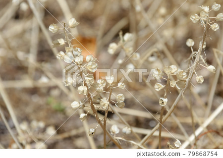 自然，草，枯葉，枯枝，野草，植物 79868754