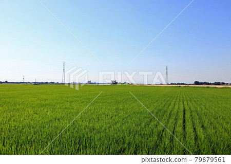 Summer Shonai Plain scenery 79879561