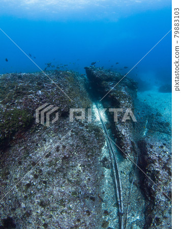 Cables between rocks on the seabed (Rangiroa, Tuamotus Islands, French Polynesia) Cables between rocks on the seabed (Rangiroa, Tuamotus Islands, French Polynesia) 79883103