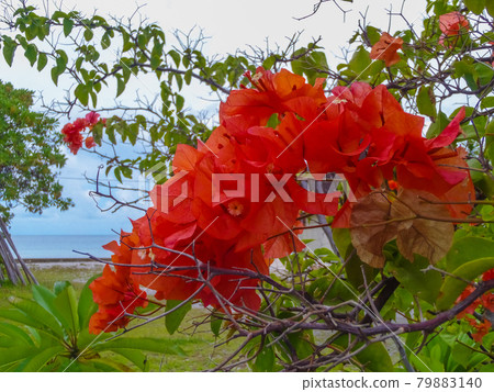 Bougainvillea with red leaves (Rangiroa, Tuamotus Islands, French Polynesia) Bougainvillea with red leaves (Rangiroa, Tuamotus Islands, French Polynesia) 79883140
