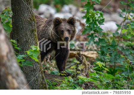 Wild Brown Bear (Ursus Arctos) in the summer forest. Animal in natural habitat Wild Brown Bear (Ursus Arctos) in the summer forest. Animal in natural habitat 79885950