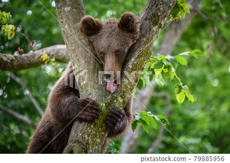 Wild Brown Bear (Ursus Arctos) on tree in the summer forest. Wildlife scene 79885956