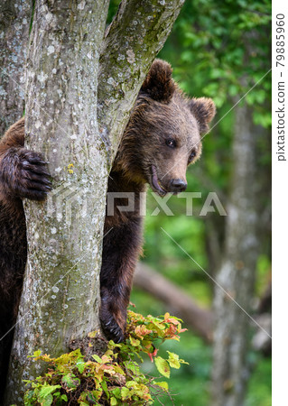 Wild Brown Bear (Ursus Arctos) on tree in the summer forest. Wildlife scene Wild Brown Bear (Ursus Arctos) on tree in the summer forest. Wildlife scene 79885960
