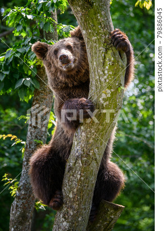 Wild Brown Bear (Ursus Arctos) on tree in the summer forest. Wildlife scene Wild Brown Bear (Ursus Arctos) on tree in the summer forest. Wildlife scene 79886045