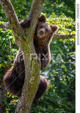 Wild Brown Bear (Ursus Arctos) on tree in the summer forest. Wildlife scene 79886056