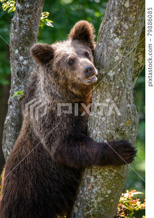 Wild Brown Bear (Ursus Arctos) on tree in the summer forest. Wildlife scene Wild Brown Bear (Ursus Arctos) on tree in the summer forest. Wildlife scene 79886085