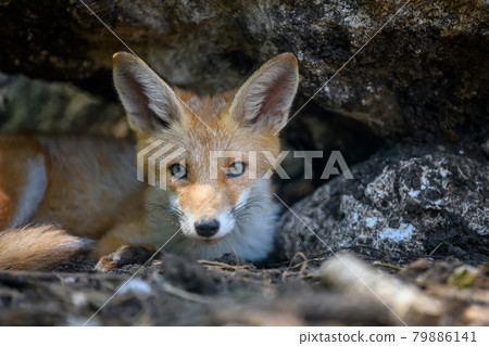 Red fox, vulpes vulpes in forest. Close wild predators in natural environment Red fox, vulpes vulpes in forest. Close wild predators in natural environment 79886141
