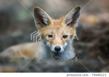 Red fox, vulpes vulpes in forest. Close wild predators in natural environment 79886221