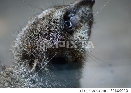 貓鼬起來 79889690