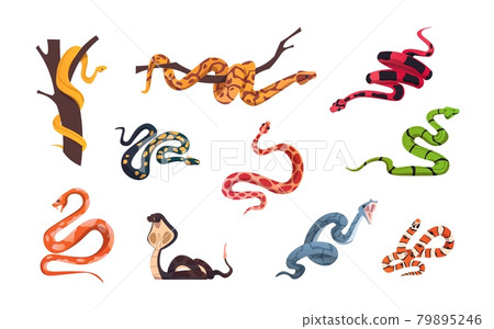 Cartoon snakes. Tropical poison reptiles. Forest and zoo cold-blooded animals collection. Python on tree branch. Attacking cobra and viper. Dangerous serpents set. Vector wild life 79895246