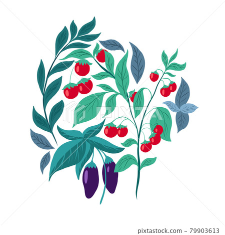 Flat illustration of vegetables on white background. Cherry tomato bush, eggplant, basil and herbs. Vegetable garden and agriculture. Cartoon nature picture Flat illustration of vegetables on white background. Cherry tomato bush, eggplant, basil and herbs. Vegetable garden and agriculture. Cartoon nature picture 79903613