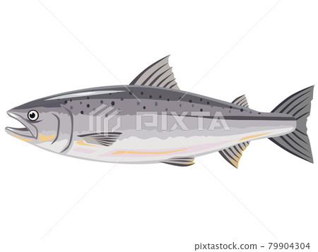 三文魚 三文魚 79904304