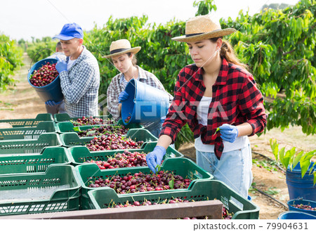 Farm workers filling boxes with gathered sweet cherries Farm workers filling boxes with gathered sweet cherries 79904631