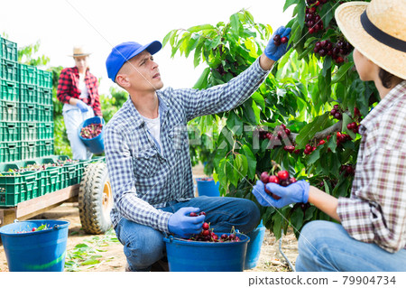 Man harvesting ripe sweet cherries in farm orchard 79904734