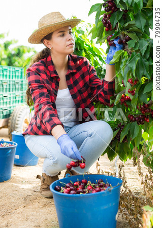 Young female farm worker harvesting sweet cherries in garden Young female farm worker harvesting sweet cherries in garden 79904735