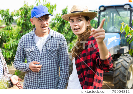 Wwoman and man farmers talking in orchard during sweet cherry harvesting 79904811