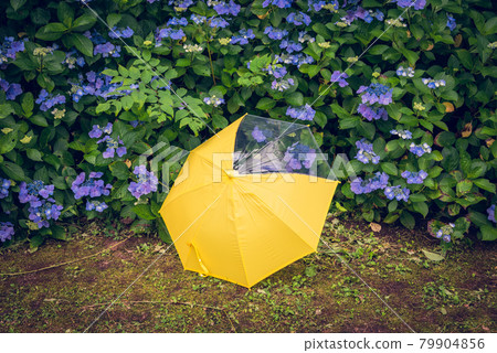 Hydrangea and children's umbrella Hydrangea and children's umbrella 79904856