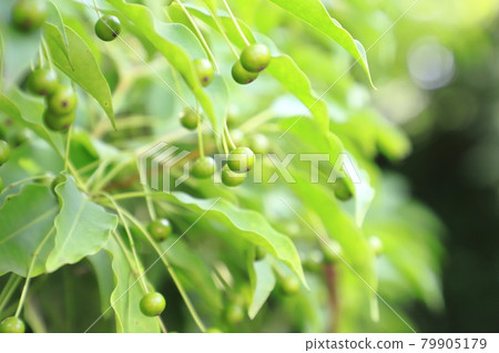 冬青（soyogo）果實 79905179