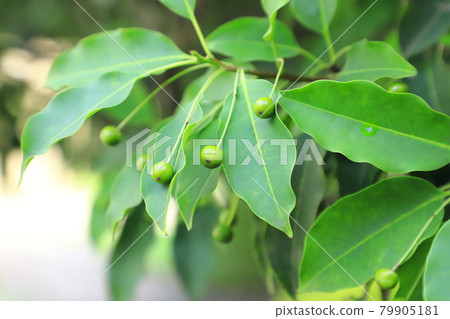 Winter blue (soyogo) fruit Winter blue (soyogo) fruit 79905181