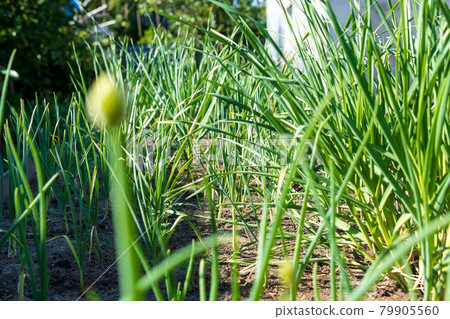 Growing green garlic out of the ground with space to copy text. Agricultural industry. Static camera 79905560