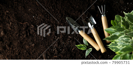Concept of gardening on soil background, space for text 79905731