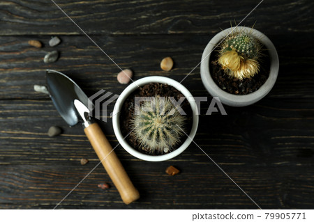 Concept of gardening on rustic wooden background 79905771