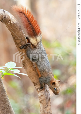 Variable Squirrel climbing down the tree Variable Squirrel climbing down the tree 79905901