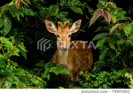 Male Eld's deer with new antlers suddenly showing up in the midd Male Eld's deer with new antlers suddenly showing up in the midd 79905902