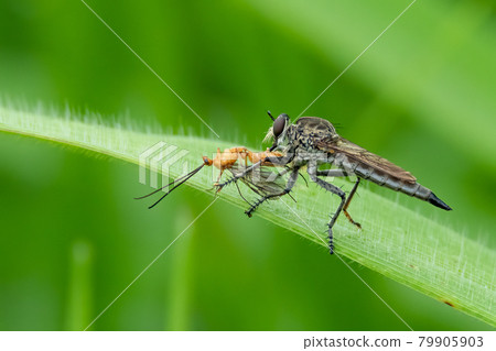 Robber Fly is injecting both neurotoxins and digestive enzymes into prey body Robber Fly is injecting both neurotoxins and digestive enzymes into prey body 79905903
