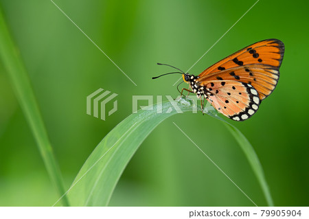 Tawny Coster butterfly isolated perching on grass leaf Tawny Coster butterfly isolated perching on grass leaf 79905904