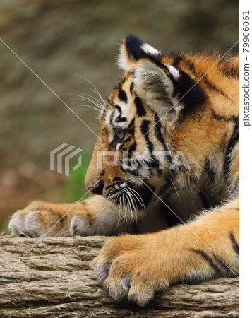 Child of Amurtra Child of Amurtra 79906061