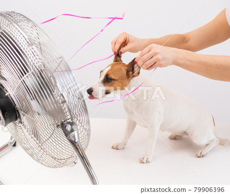 Jack Russell Terrier enjoys the cooling breeze from an electric fan on a white background. Woman holds dog ears for laughing 79906396