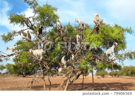 Goats on the argan tree, Morocco 79906569