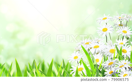 Horizontal sunny summer background with camomile flower and green grass Horizontal sunny summer background with camomile flower and green grass 79906575
