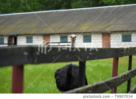 An ostrich runs around an ostrich farm in the rain An ostrich runs around an ostrich farm in the rain 79907034