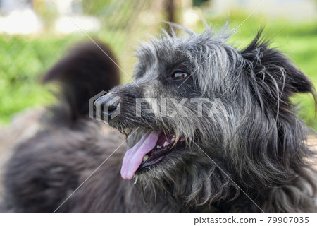 Not a purebred dog of gray color with long hair Not a purebred dog of gray color with long hair 79907035