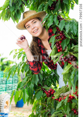 Portrait of a positive farmer girl, picking a ripe cherry from a tree Portrait of a positive farmer girl, picking a ripe cherry from a tree 79907108