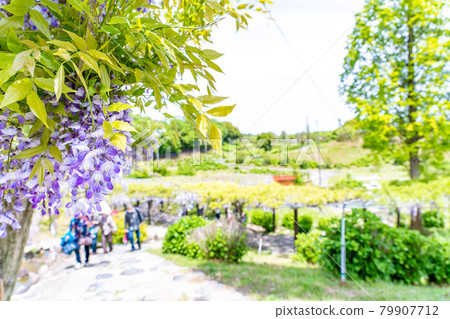 People strolling while admiring the wisteria flowers at Kazahaya Village in Tsu City, Mie Prefecture 79907712